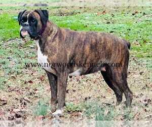Mother of the Boxer puppies born on 12/24/2023