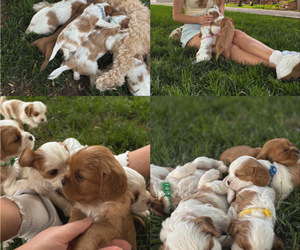 Cavapoo Litter for sale in ALBUQUERQUE, NM, USA