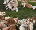Small Cavapoo