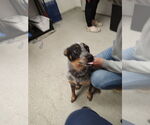 Small #2 Mutt