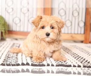 Medium Maltipoo