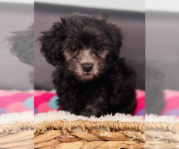 Medium Photo #3 ShihPoo Puppy For Sale in CINCINNATI, OH, USA