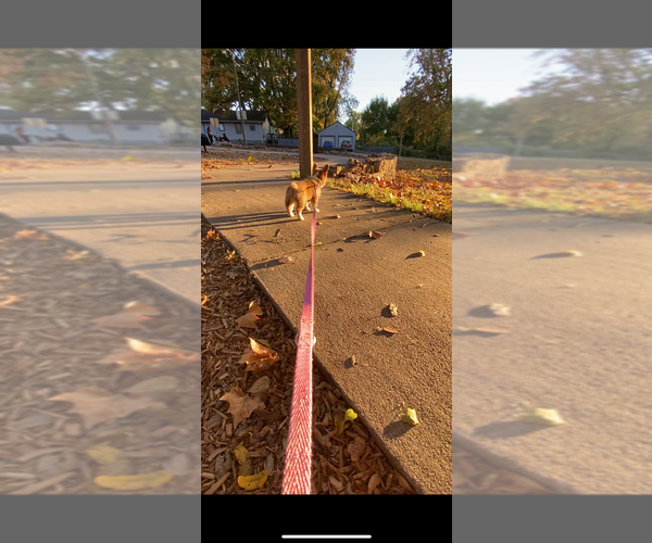 Medium Photo #13 Pembroke Welsh Corgi Puppy For Sale in INDEPENDENCE, MO, USA