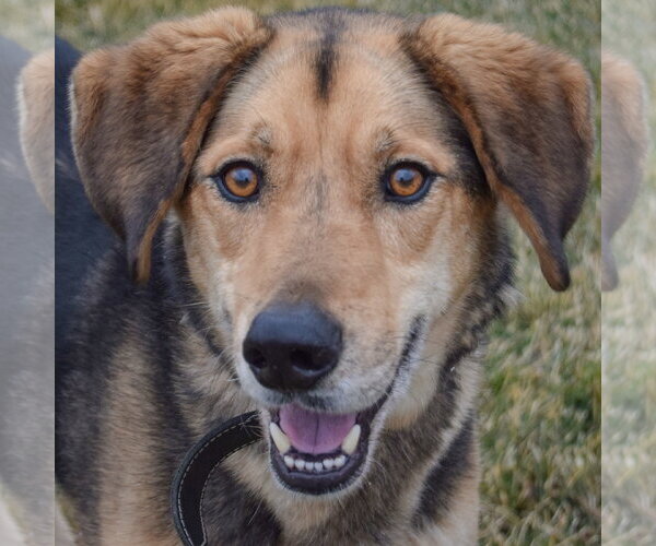 Medium Photo #1 Collie-German Shepherd Dog Mix Puppy For Sale in Huntley, IL, USA