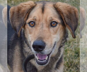 Hodie - Male Collie-German Shepherd Dog Mix Dog for Adoption