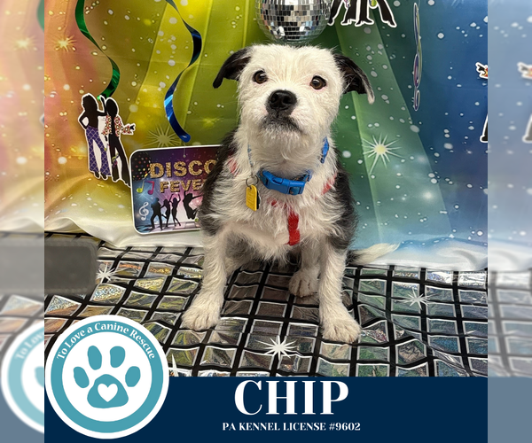 Medium Photo #10 Boston Terrier-Unknown Mix Puppy For Sale in Kimberton, PA, USA