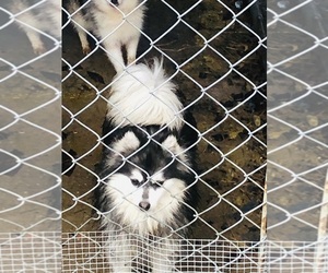 Alaskan Malamute Puppy for sale in HOT SPRINGS NATIONAL PARK, AR, USA
