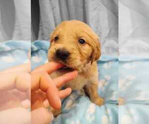 Golden Retriever Puppy for sale in EVERETT, WA, USA