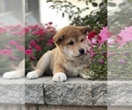 Small #7 Shiba Inu