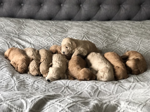 Medium Photo #1 Goldendoodle Puppy For Sale in FORT COLLINS, CO, USA