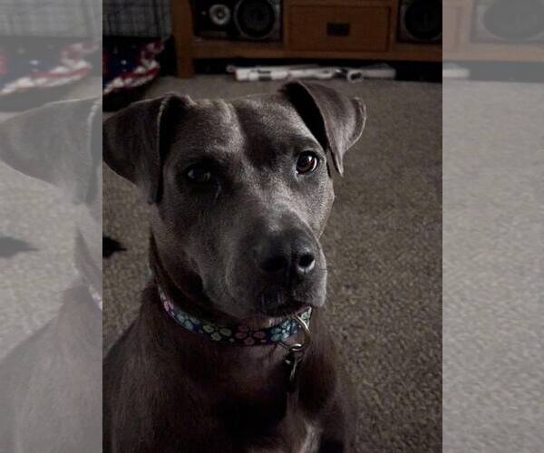 Medium Photo #2 Mutt Puppy For Sale in Shelburne, VT, USA