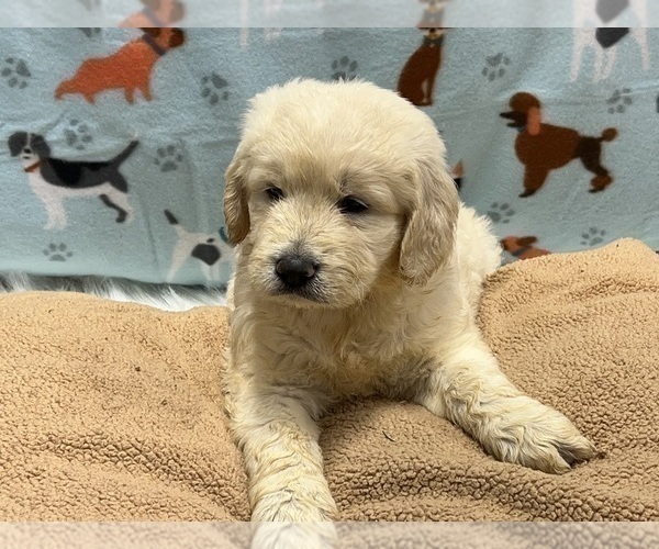 Medium Photo #5 Goldendoodle Puppy For Sale in DUNDEE, OH, USA