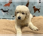 Small Photo #5 Goldendoodle Puppy For Sale in DUNDEE, OH, USA