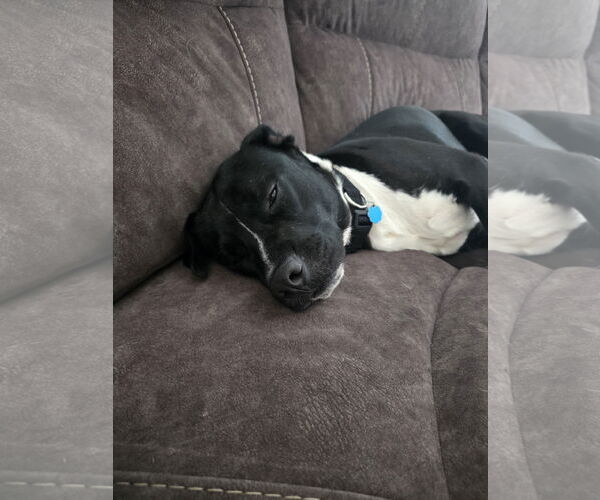 Medium Photo #6 Boxador Puppy For Sale in Princeton, MN, USA