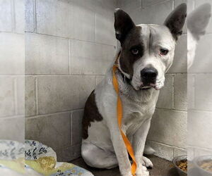 American Pit Bull Terrier Dogs for adoption in San Bernardino, CA, USA
