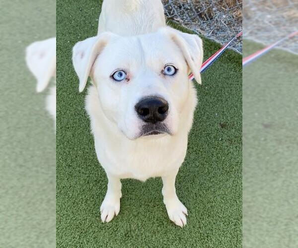 Medium Photo #2 Labrador Retriever-Unknown Mix Puppy For Sale in Fayetteville, NC, USA