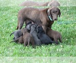 Small Photo #4 Labrador Retriever Puppy For Sale in PAYETTE, ID, USA