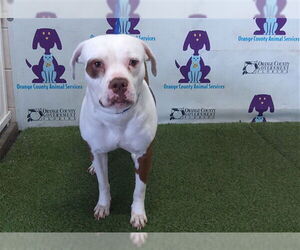 Staffordshire Bull Terrier Dogs for adoption in Orlando, FL, USA