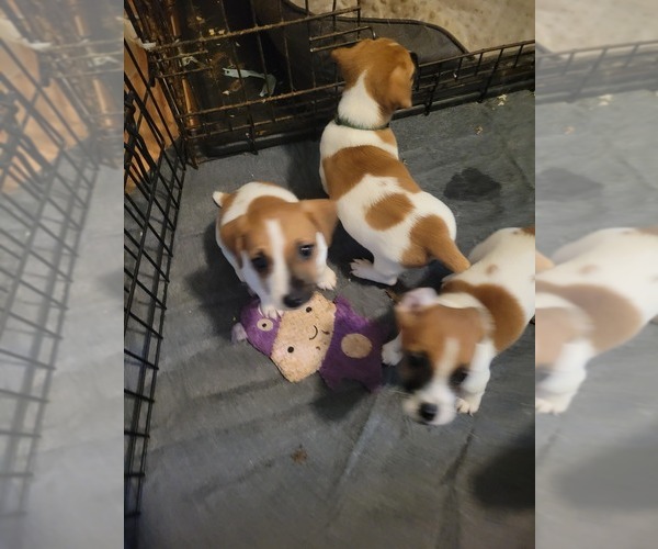 Medium Photo #9 Russell Terrier Puppy For Sale in MARSHVILLE, NC, USA