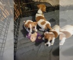 Small #8 Russell Terrier
