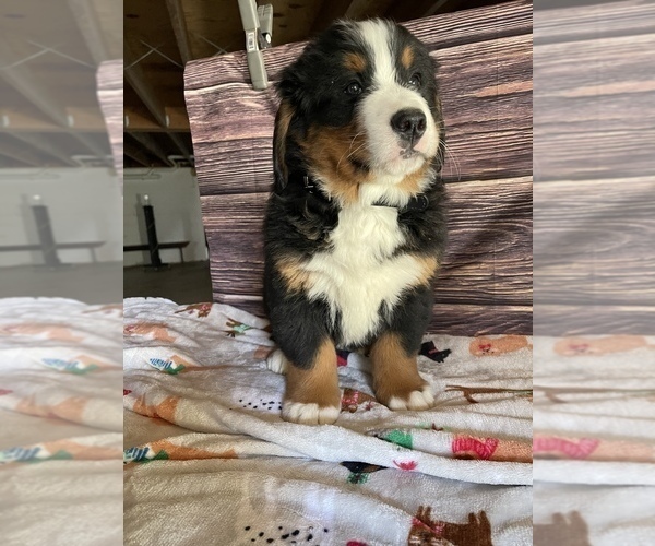 Medium Photo #2 Bernese Mountain Dog Puppy For Sale in LANCASTER, PA, USA