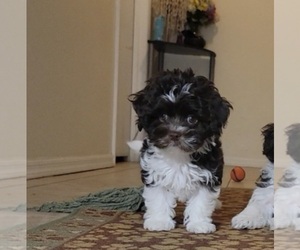Havanese-Zuchon Mix Puppy for sale in TUCSON, AZ, USA