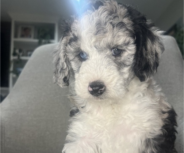 Medium Photo #145 Sheepadoodle Puppy For Sale in HUNTINGTON BEACH, CA, USA