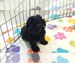 Cody - Male Yorkipoo Puppy for Sale - Photo #8