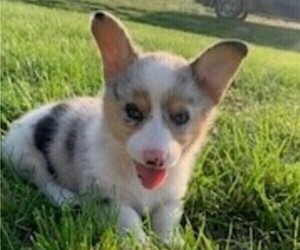 American Corgi Puppy for sale in COLUMBUS, NE, USA