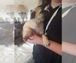 Pug Puppy for sale in DENVER, CO, USA