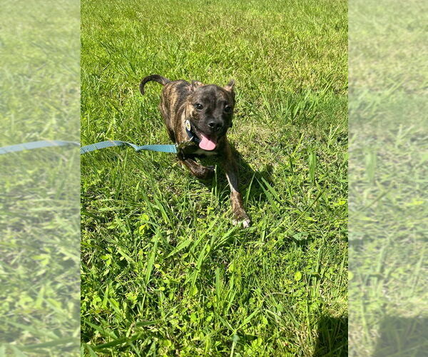 Medium Photo #2 Mutt Puppy For Sale in Candler, NC, USA