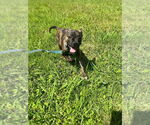 Small #1 Mutt