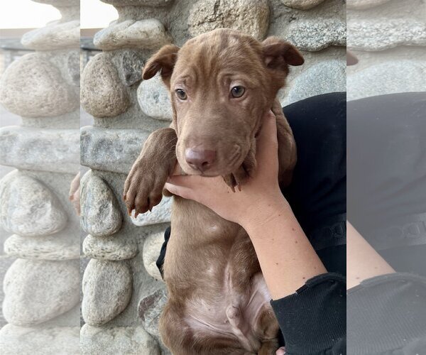Medium Photo #18 Chinese Shar-Pei-Labrador Retriever Mix Puppy For Sale in Dana Point, CA, USA