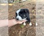 Small #1 Miniature Australian Shepherd