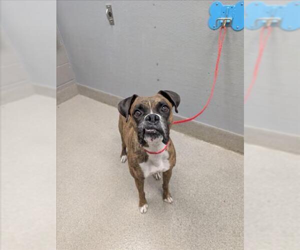 Medium Photo #1 Boxer-Unknown Mix Puppy For Sale in Las Vegas, NV, USA