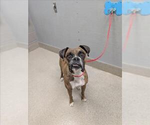 Boxer-Unknown Mix Dogs for adoption in Las Vegas, NV, USA