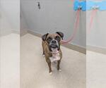 Small Boxer Mix