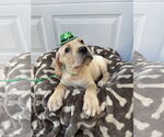 Small #1 Mutt