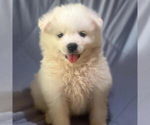 American Eskimo Dog Dogs for adoption in San Diego, CA, USA