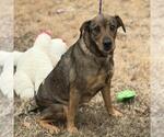 Small #1 Feist Terrier Mix