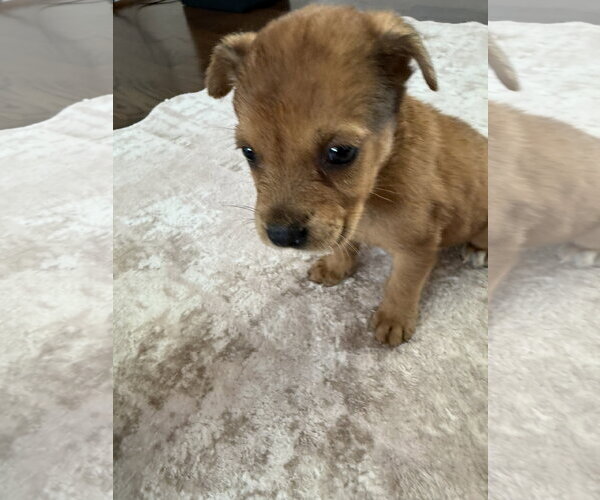 Medium Photo #3 German Shepherd Dog-Unknown Mix Puppy For Sale in The Woodlands, TX, USA
