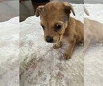 Small Photo #3 German Shepherd Dog-Unknown Mix Puppy For Sale in The Woodlands, TX, USA