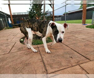 Mutt Dogs for adoption in columbia, SC, USA