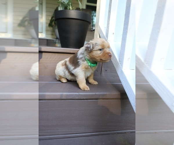 Medium Photo #65 Miniature Australian Shepherd Puppy For Sale in DAWSON, GA, USA