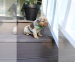 Small Photo #65 Miniature Australian Shepherd Puppy For Sale in DAWSON, GA, USA