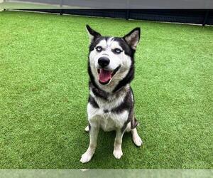 Siberian Husky Dogs for adoption in Orange, CA, USA