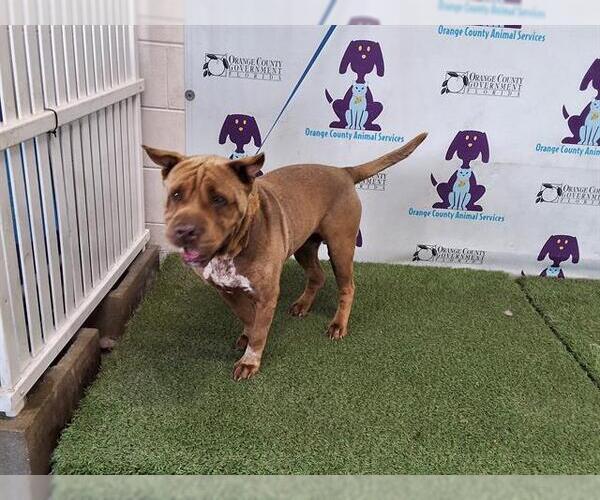 Medium Photo #1 Chinese Shar-Pei-Unknown Mix Puppy For Sale in Orlando, FL, USA