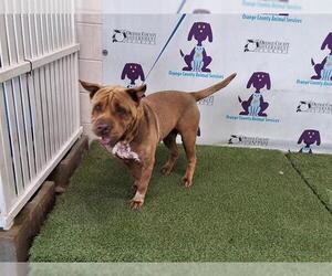 Chinese Shar-Pei-Unknown Mix Dogs for adoption in Orlando, FL, USA