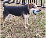 Small Photo #9 Catahoula Leopard Dog-Harrier Mix Puppy For Sale in HOUSTON, TX, USA