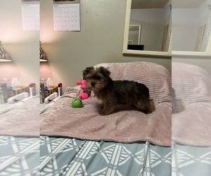 Biewer Yorkie-Yorkshire Terrier Mix Puppy for sale in BENSON, NC, USA